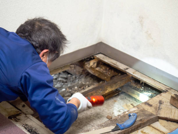Best Post-Remediation Services in St Paul, MN