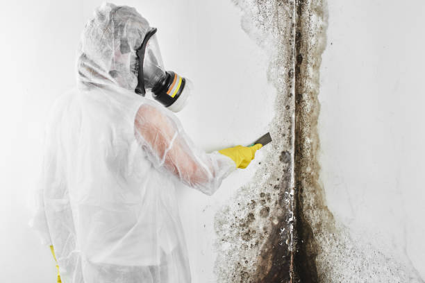 Best Emergency Mold Remediation in St Paul, MN