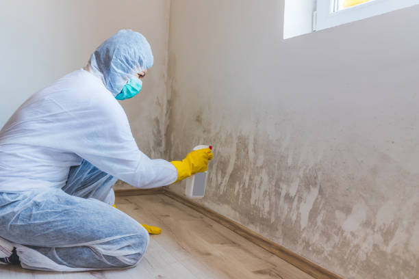Professional Mold Remediation in St Paul, MN