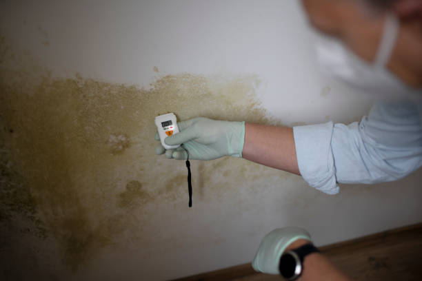 Best Black Mold Remediation in St Paul, MN