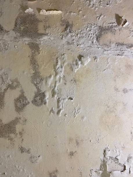 Best Residential Mold Remediation in St Paul, MN