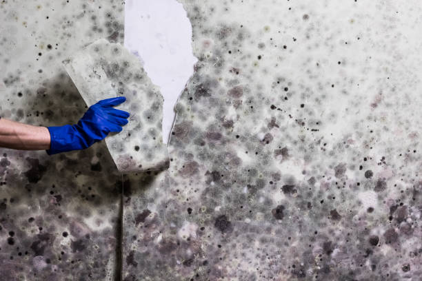Best Mold Remediation for Specific Building Types in St Paul, MN