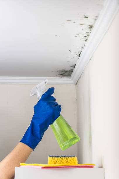 Best Basement Mold Remediation in St Paul, MN